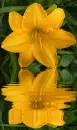 yellow lily