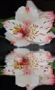 asiatic lily