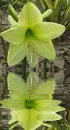 yellow amaryllis