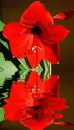 red amaryllis