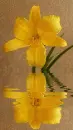 yellow lily