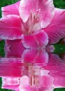 pink lily