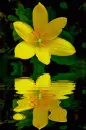 yellow lily