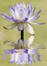 water lily
