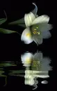 white lily