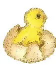 chick