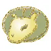 horoscope