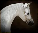 white arabian horse