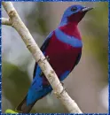 cotinga
