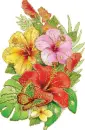 hibiscus and butterfly