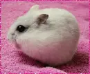 chinchilla