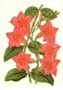 dipladenia