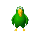 green parrot