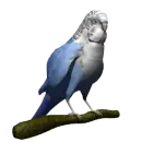 parrot