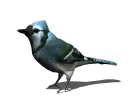 blue bird