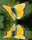 yellow butterfly
