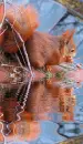 red squirrel