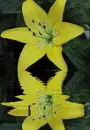 yellow lily