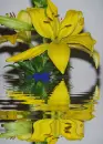 yellow lily
