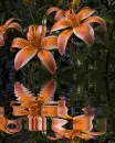 lily