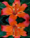 red lily