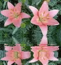 lily