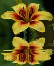 lily