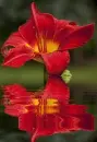red lily