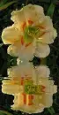 lily