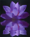 purple lily