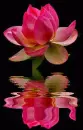 lily