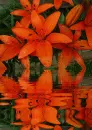 orange lilies