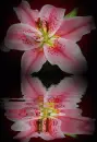 lily