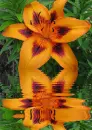 lily