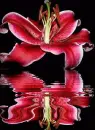 red lily