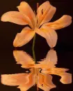 lily