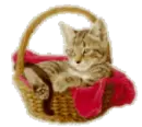 Sleeping kitty