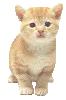 Kitty Tapping
