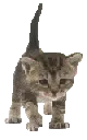 Small Kitty