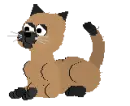 Brown Cat
