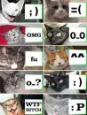 kitty faces