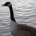 goose
