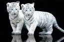 baby white tiger