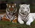 Two brothers 