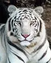 white tiger