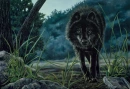 black wolf