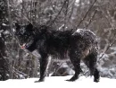 black wolf