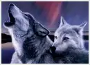 aurora wolves