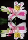 asiatic lily