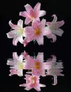 lilies